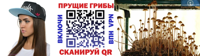 как найти   Вологда  Галлюциногенные грибы GOLDEN TEACHER 